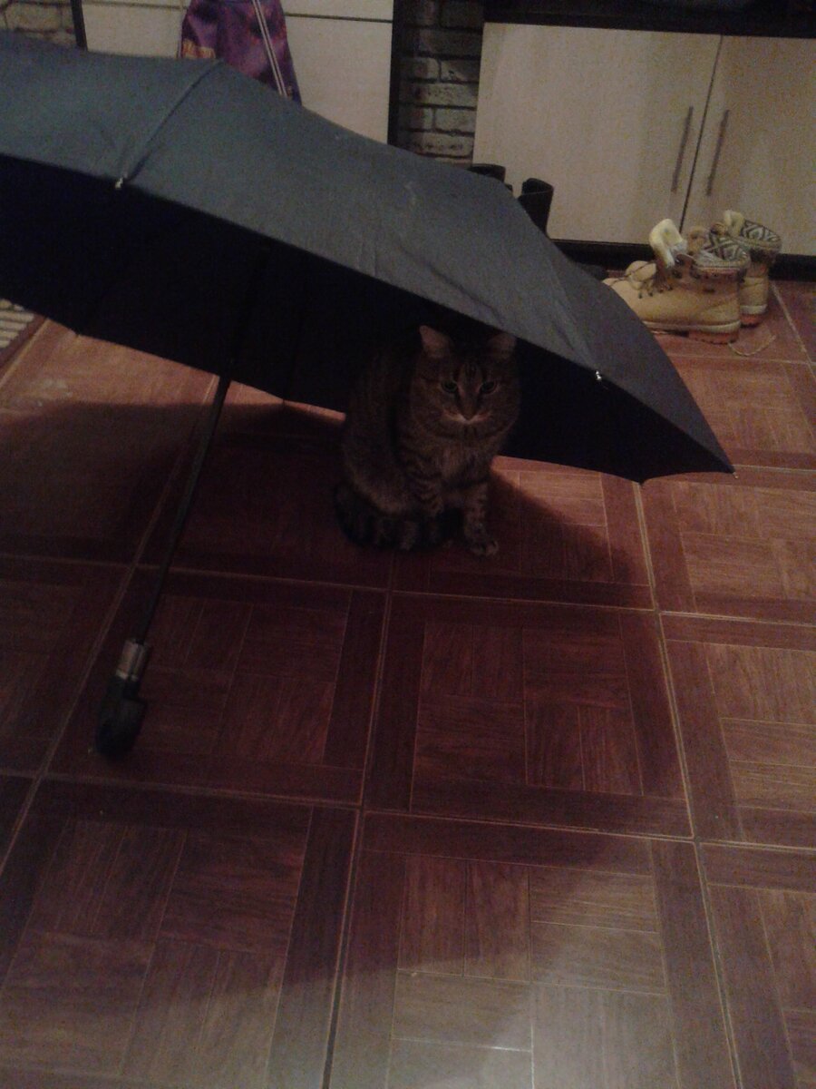 такой обреченный взгляд, будто он сам только что гулял с этим зонтиком и осознал какую-то важную правду жизни))