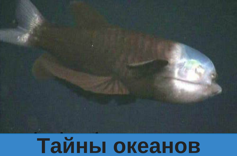 Малоротая макропинна (бочкоглаз)