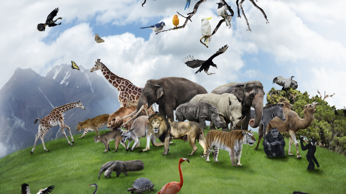 Рисунок разнообразие животного мира