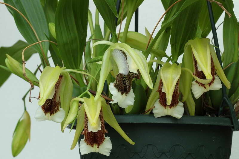 Целогина прекрасная Coelogyne speciosa