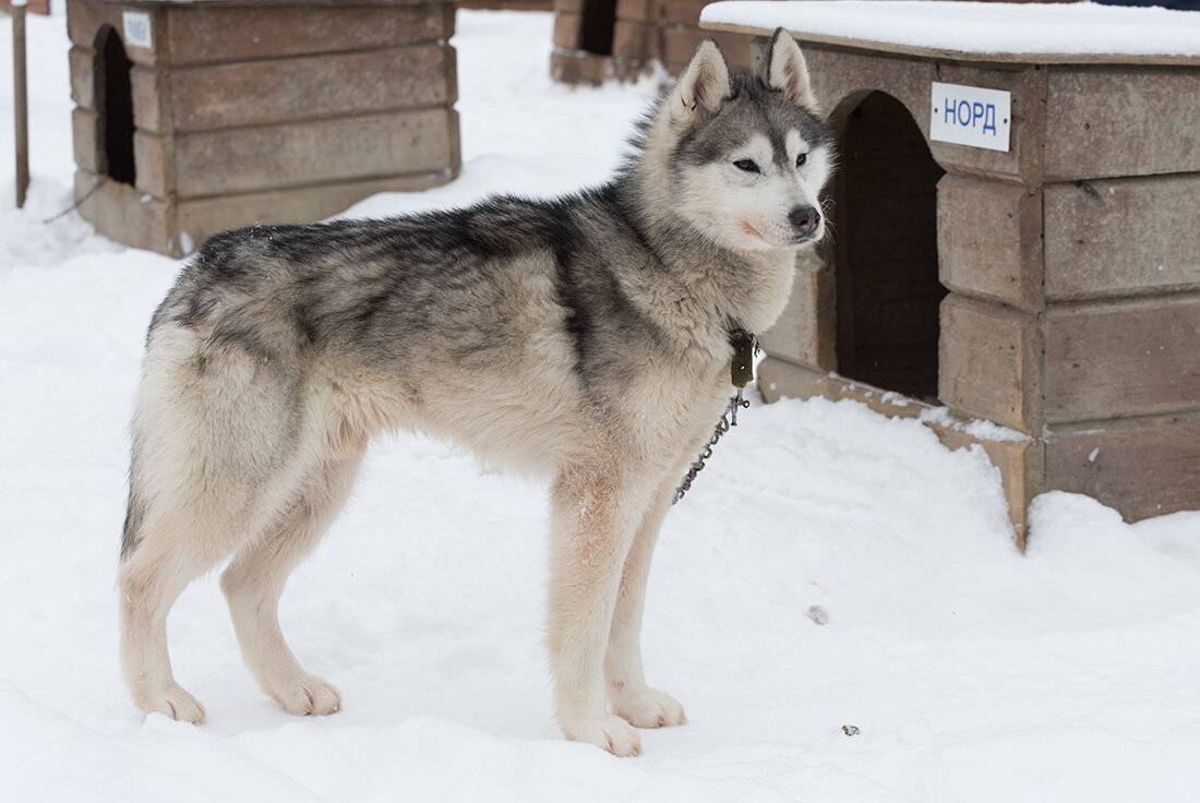 Heidy's birthday. собака 20 лет.