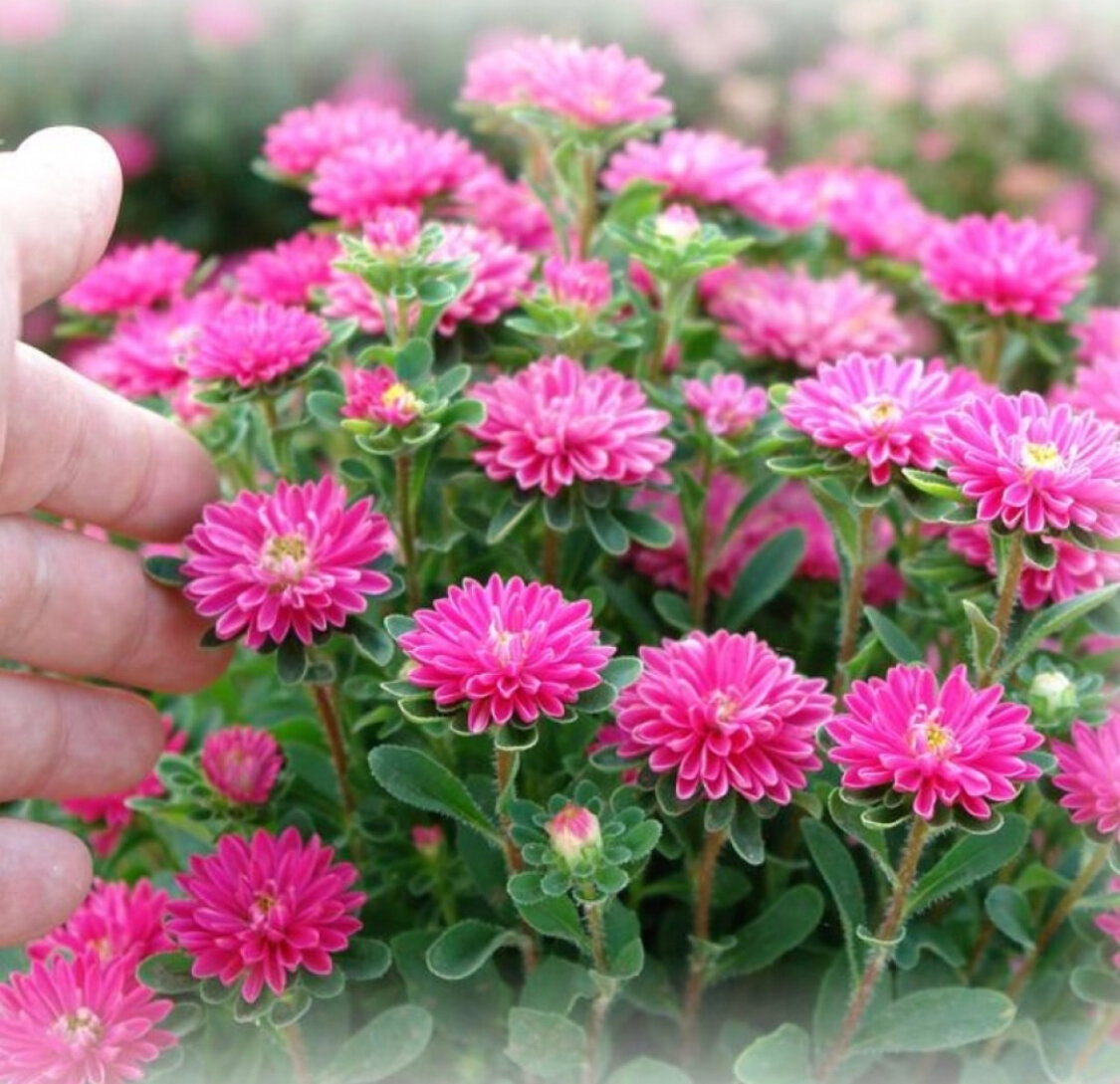 Карликовая астра сорт "Бамбина"