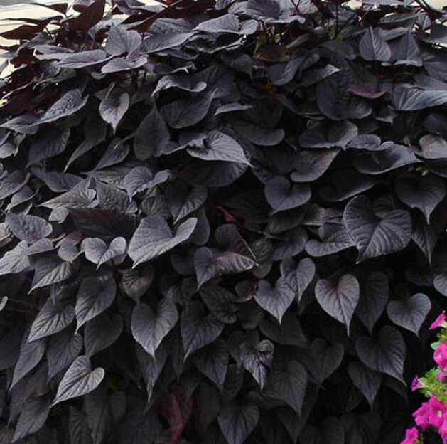 Растения с черными листьями. Вейгела гарден кроссинг. Гейхера блэк аут. Колоказия эскулента блэк. Алоказия блэк вельвет.