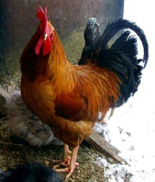 Петух кучинской юбилейной