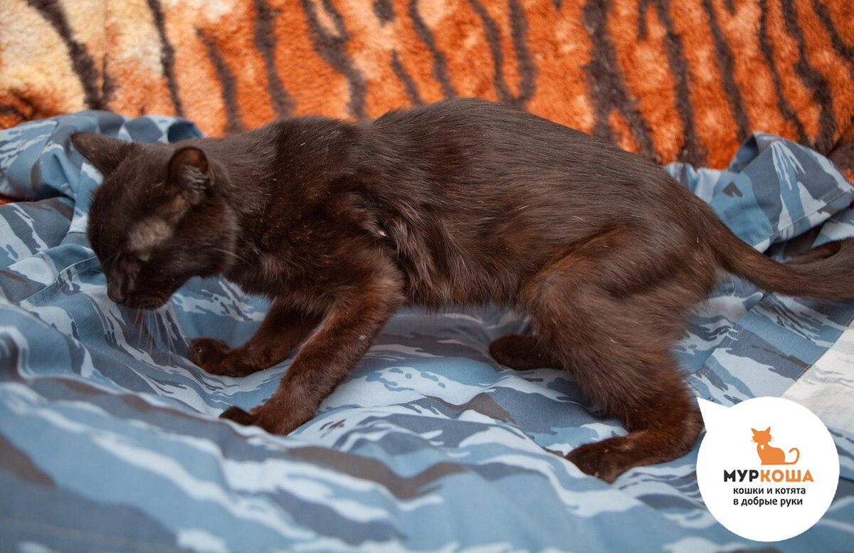 Мартин в процессе лечения