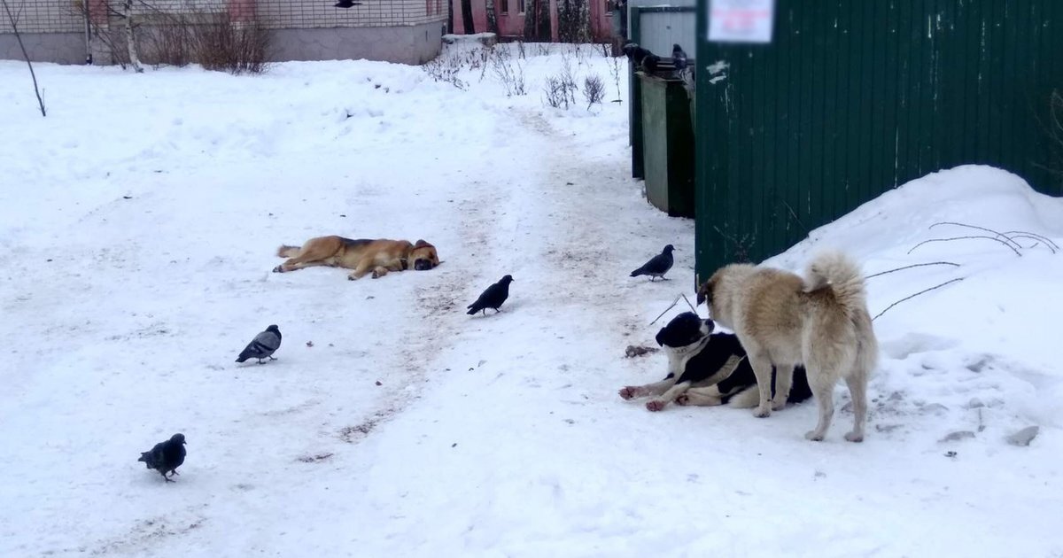 бездомные собаки