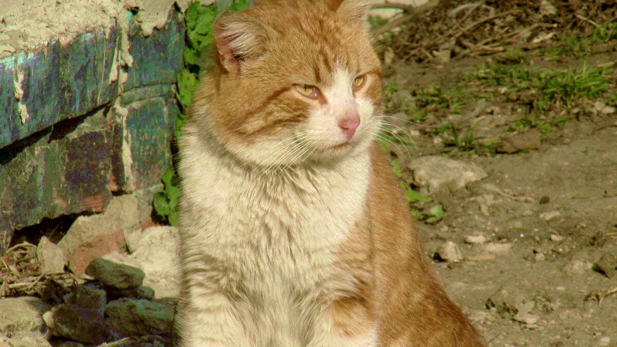 продолжай кошка