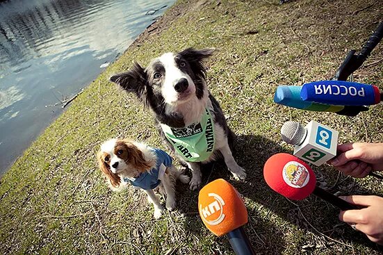 Герои фильма Елки - Кавалер Кинг Чарльз Спаниель и бордер колли