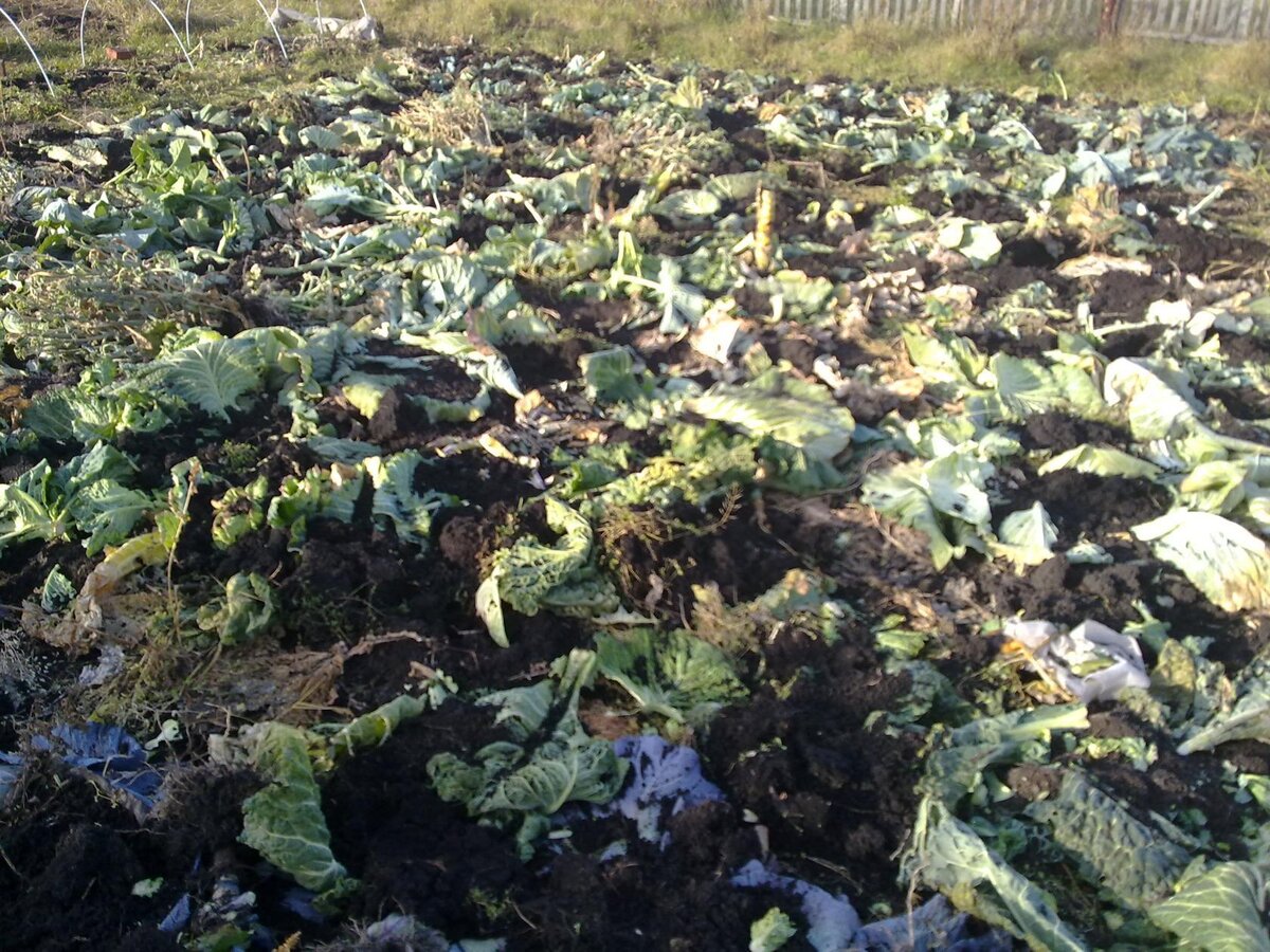 Всю ботву, всю органику в почву! Только обязательно присыпать землей и перегноем.