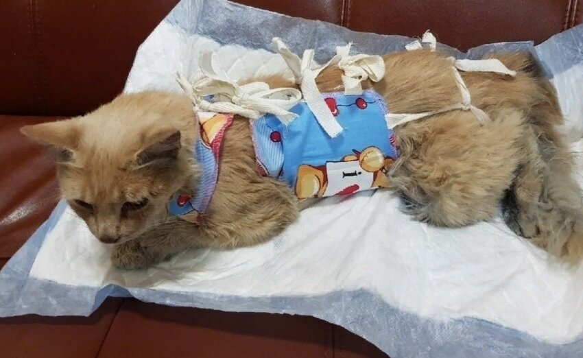 Жизни кошки сейчас, к счастью, ничего не угрожает. Но к сожалению после удара от пол она потеряла котят и после этого инцидента уже никогда не станет мамой.
