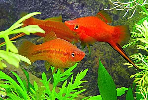Источник фото: fish-hobbyist.com