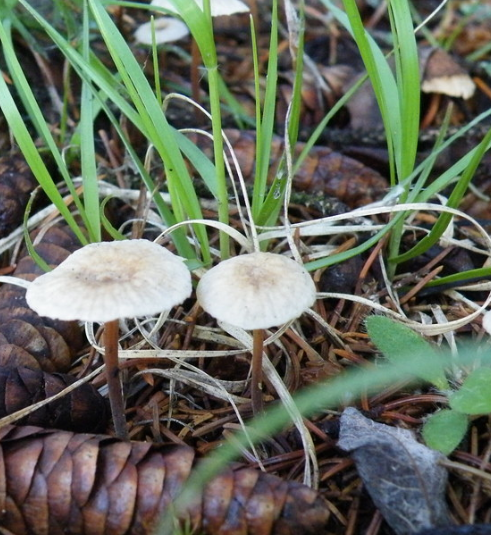 Marasmius scorodonius