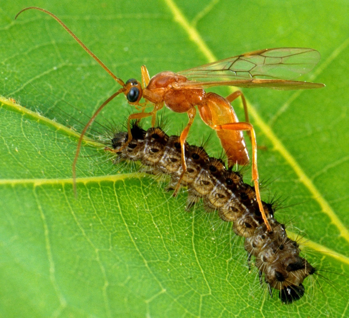 Бракониды (Braconidae). Жук наездник бракониды. Наездники Перепончатокрылые насекомые. Энтомофаги Перепончатокрылые.