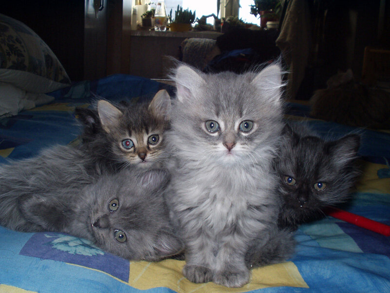 Чуча с братьями и сёстрами. Чуча - лежащий светло серый котёнок.