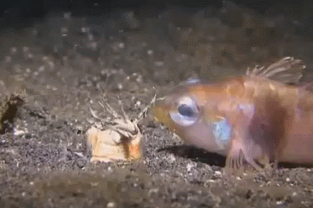 Так этот морской хищник охотится