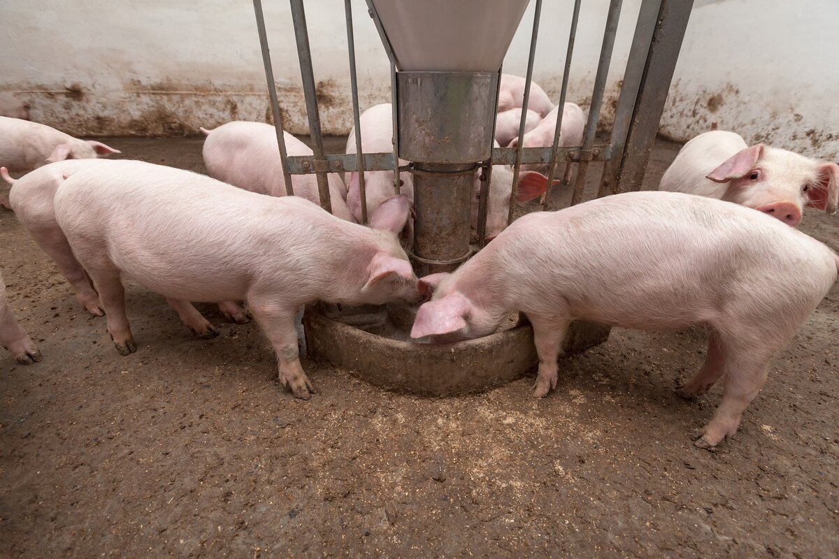 Поросята на ферме. Приготовление живой свинье. Купить мясо живой вес