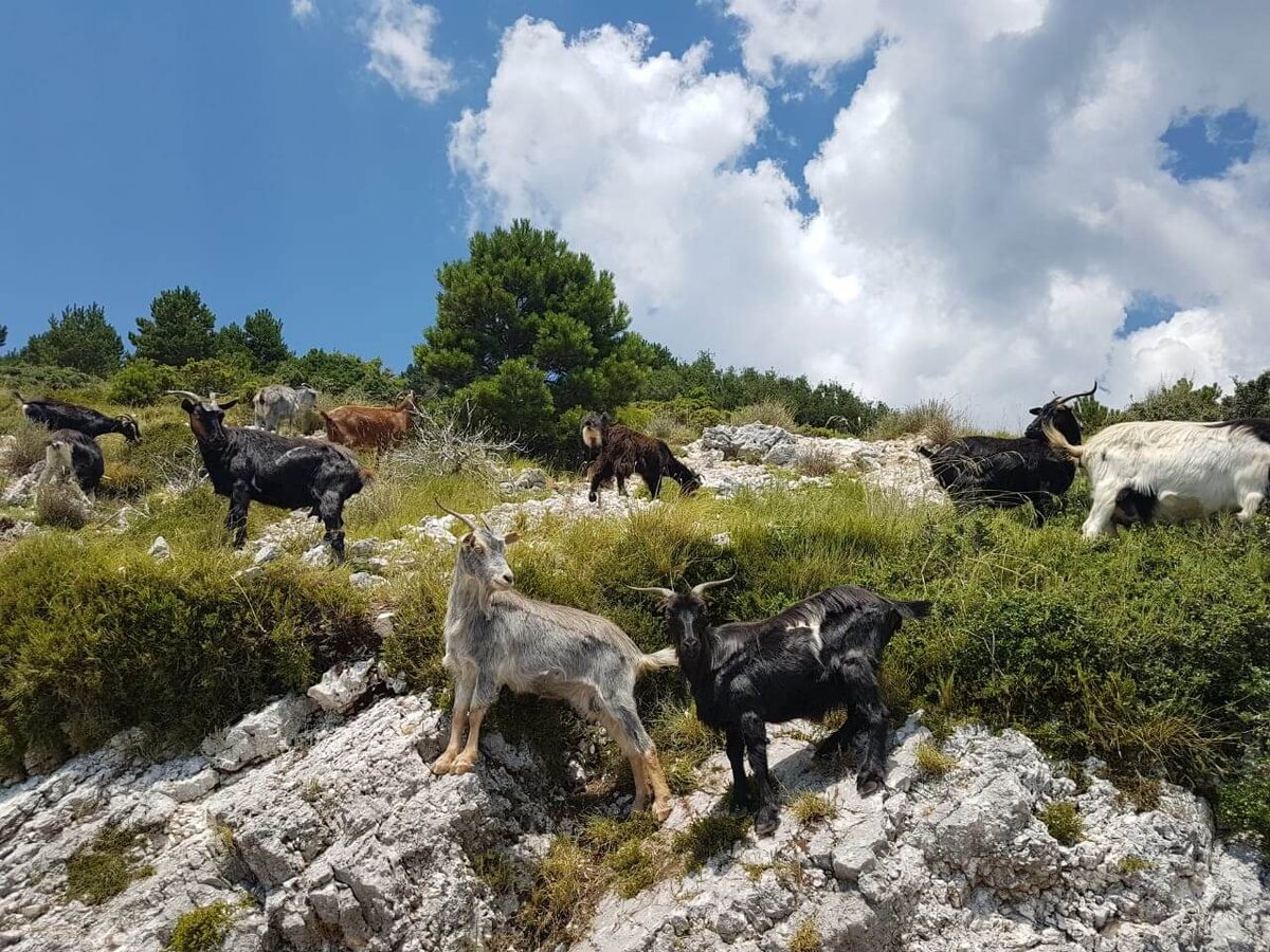 Козы, Албания