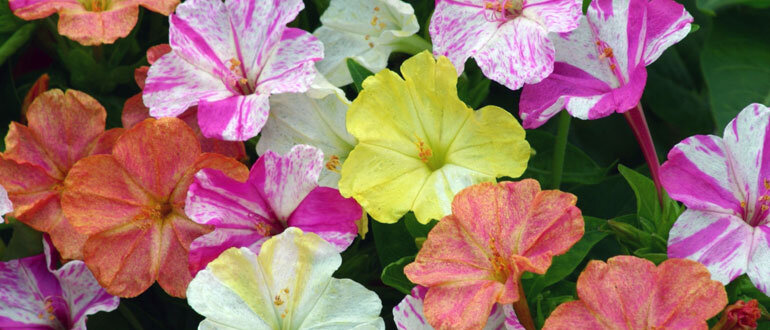 Мирабилис любимый цветок нашей семьи