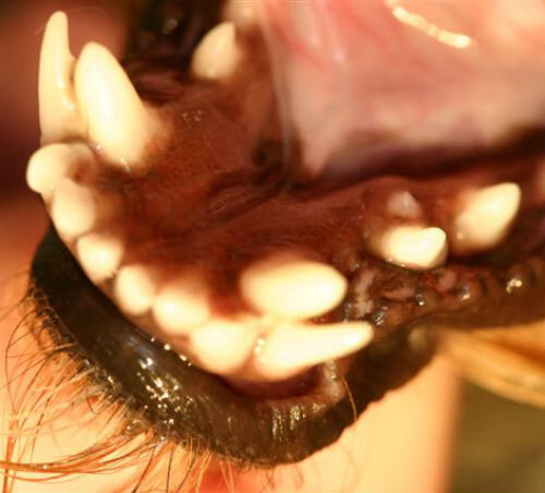 Повреждение молочных зубов, препятствующее их выпадению