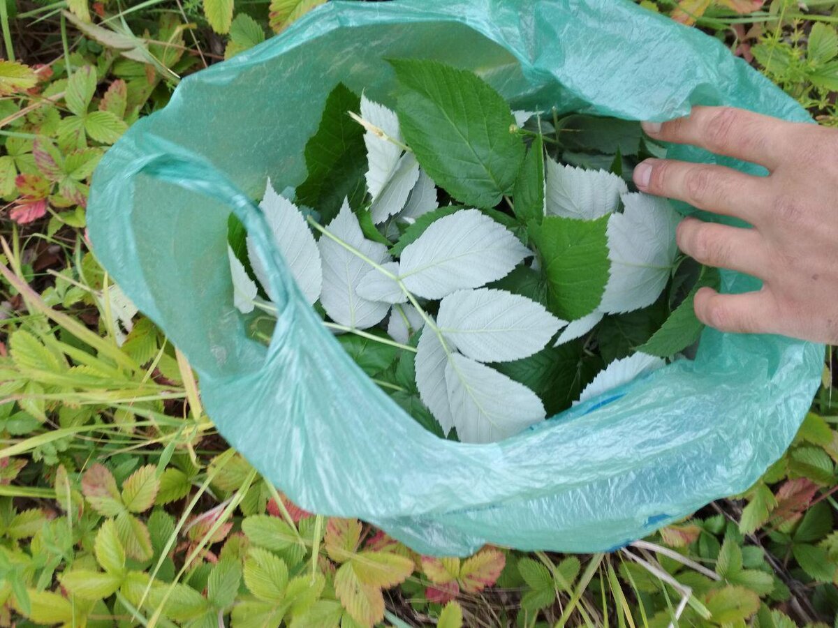 Листья малины в пакете. Земляничные листья тоже очень полезны.