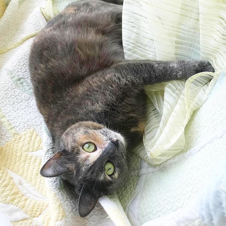 Долечка попала к нам из приюта, а своим именем обязана половинчатой раскраске мордочки :)