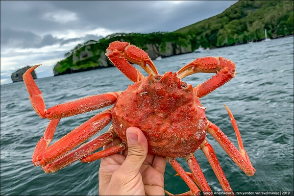 Чем отличаются камчатские крабы и какие из них вкуснее