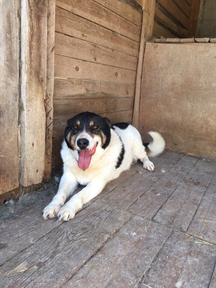 г. Архангельск п. Катунино. приют для собак "Милосердие"