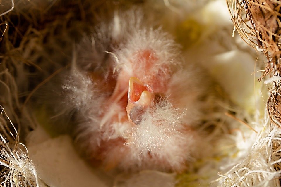 https://pixabay.com/ru/photos/%D0%BA%D0%B0%D0%BD%D0%B0%D1%80%D0%B5%D0%B9%D0%BA%D0%B8-%D0%BF%D1%82%D0%B5%D0%BD%D1%86%D0%BE%D0%B2-%D0%BC%D0%BE%D0%BB%D0%BE%D0%B4%D0%B0%D1%8F-%D0%BF%D1%82%D0%B8%D1%86%D0%B0-3191572/