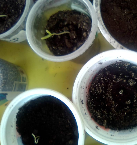 Томаты "Гладиатор F1" и "Царевна-лебедь F1"