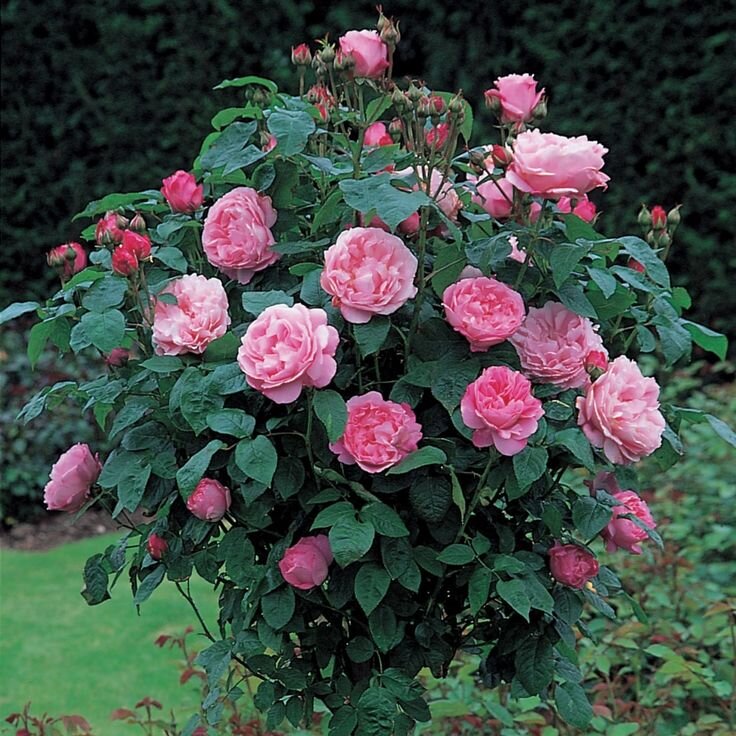 Топ 5 лучших Кустарниковых Роз, которые подойдут даже для Ленивых садоводов. Пусть все соседи Вам завидуют