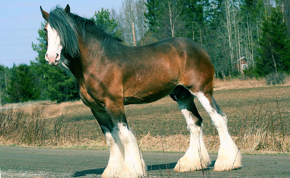 Клейдесдаль