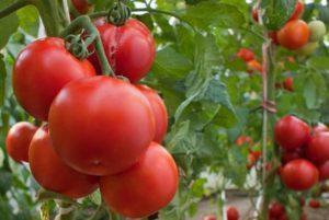 Для выращивания в теплице лучше всего подходят томаты высокорослых сортов, отличающиеся обильным плодоношением. Чтобы ветки не обломились под тяжестью зреющих помидоров, их необходимо подвязывать.