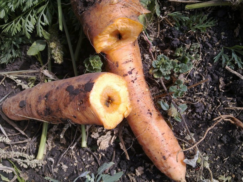 Как раз из-за такого отверстия в сердцевина морковь свистела. Проволочнику можно вручить медаль за уникальное открытие.