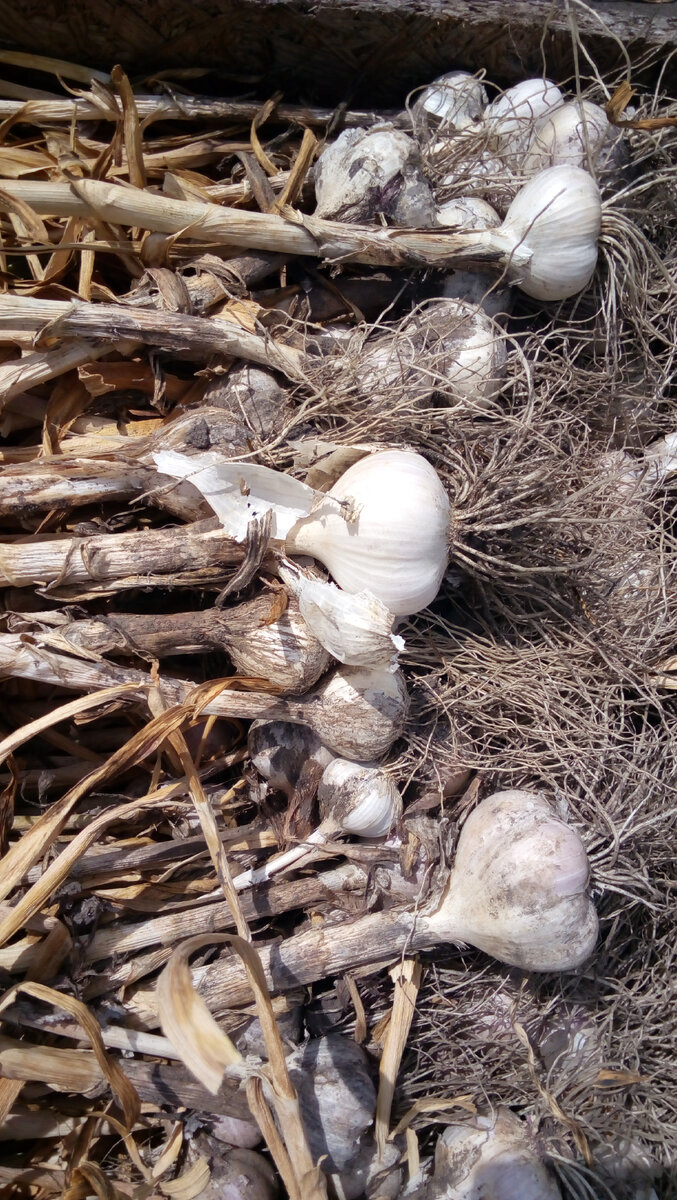 А чеснок у меня в этом году не удался. Не знаю, почему. Конечно, того, что вырастили, нам хватит, но предстоит работа над ошибками. Фото автора.