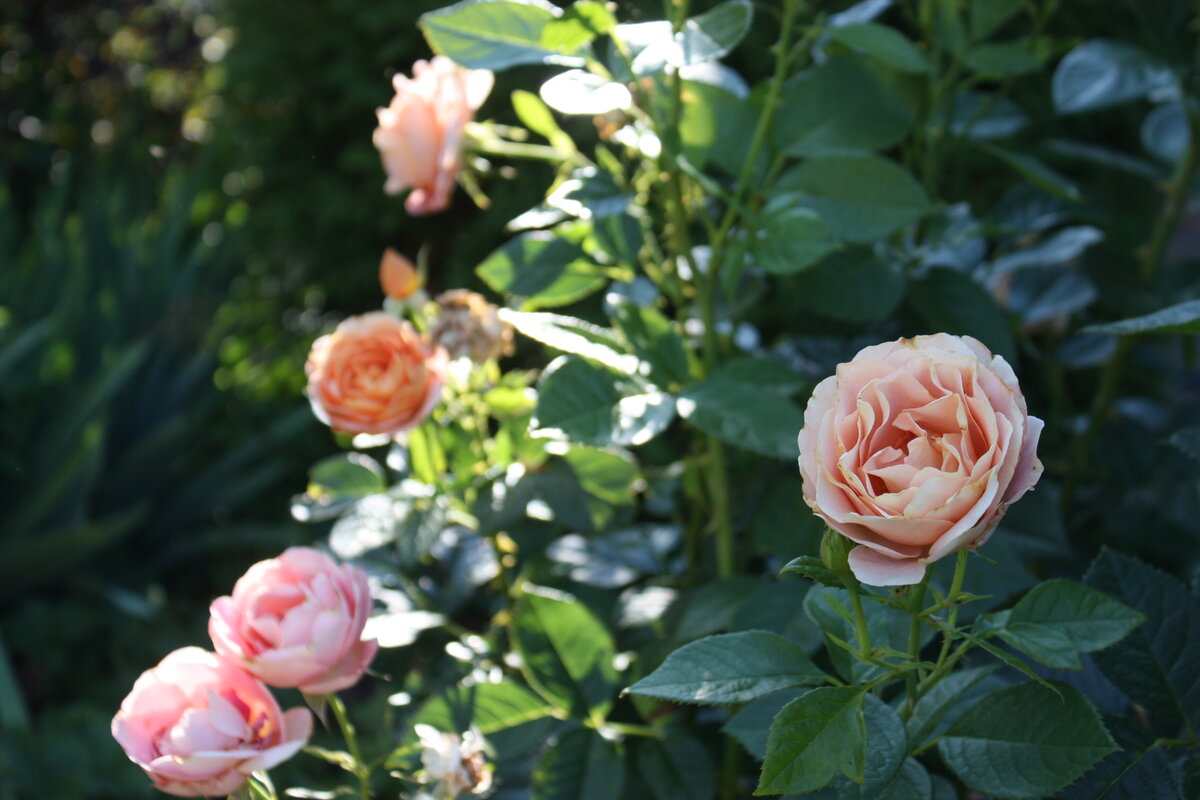 Здесь видно, что на заднем плане несколько цветков уже побурели и их пора было обрезать. Я не успела это сделать