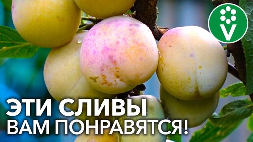 9 САМЫХ СЛАДКИХ И КРУПНЫХ СОРТОВ СЛИВЫ ДЛЯ СРЕДНЕЙ ПОЛОСЫ