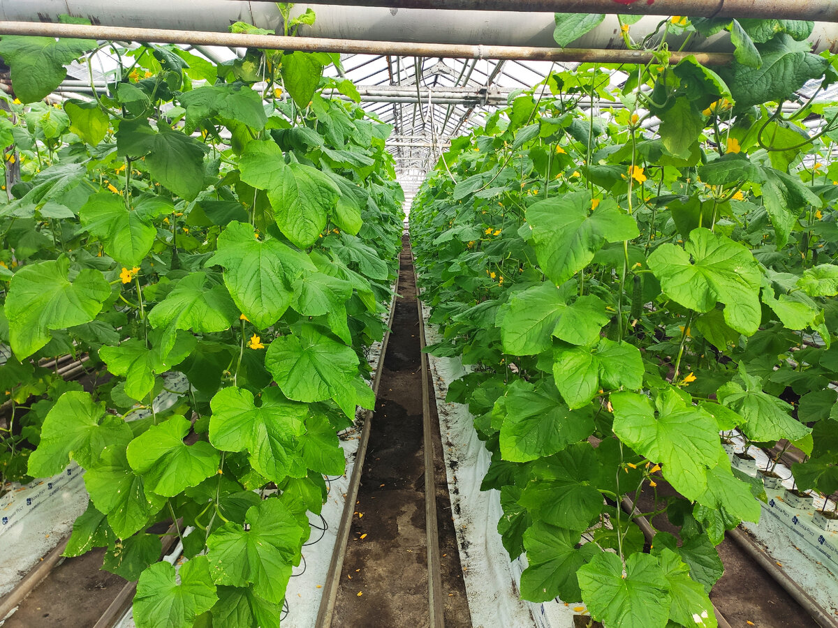 Экспериментальная теплица в Заречном. 