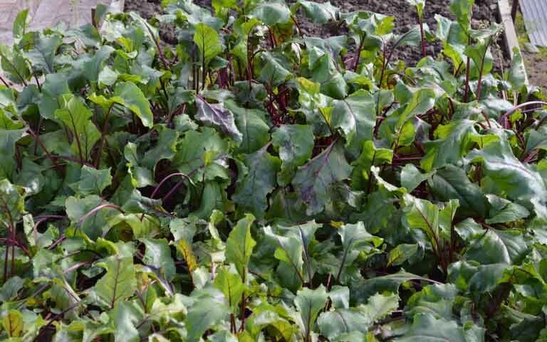 Как понять что свекла испортилась. Как понять что свекла созрела. Как узнать созревание свеклы. Как понять что свекла поспела. Как понять что свекла созрела на грядке.