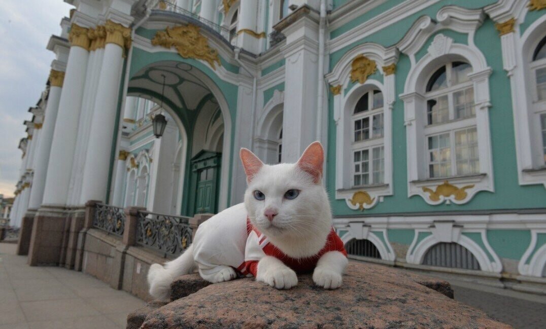 Фото эрмитажного кота