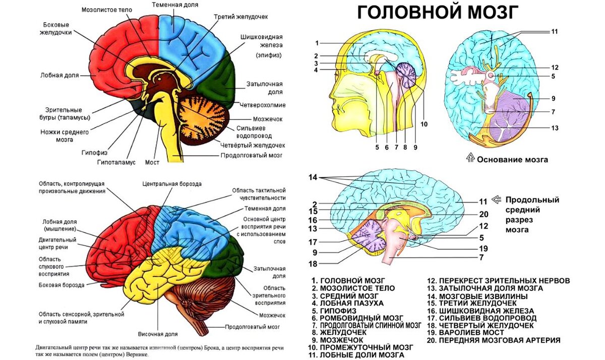 Описание головного мозга