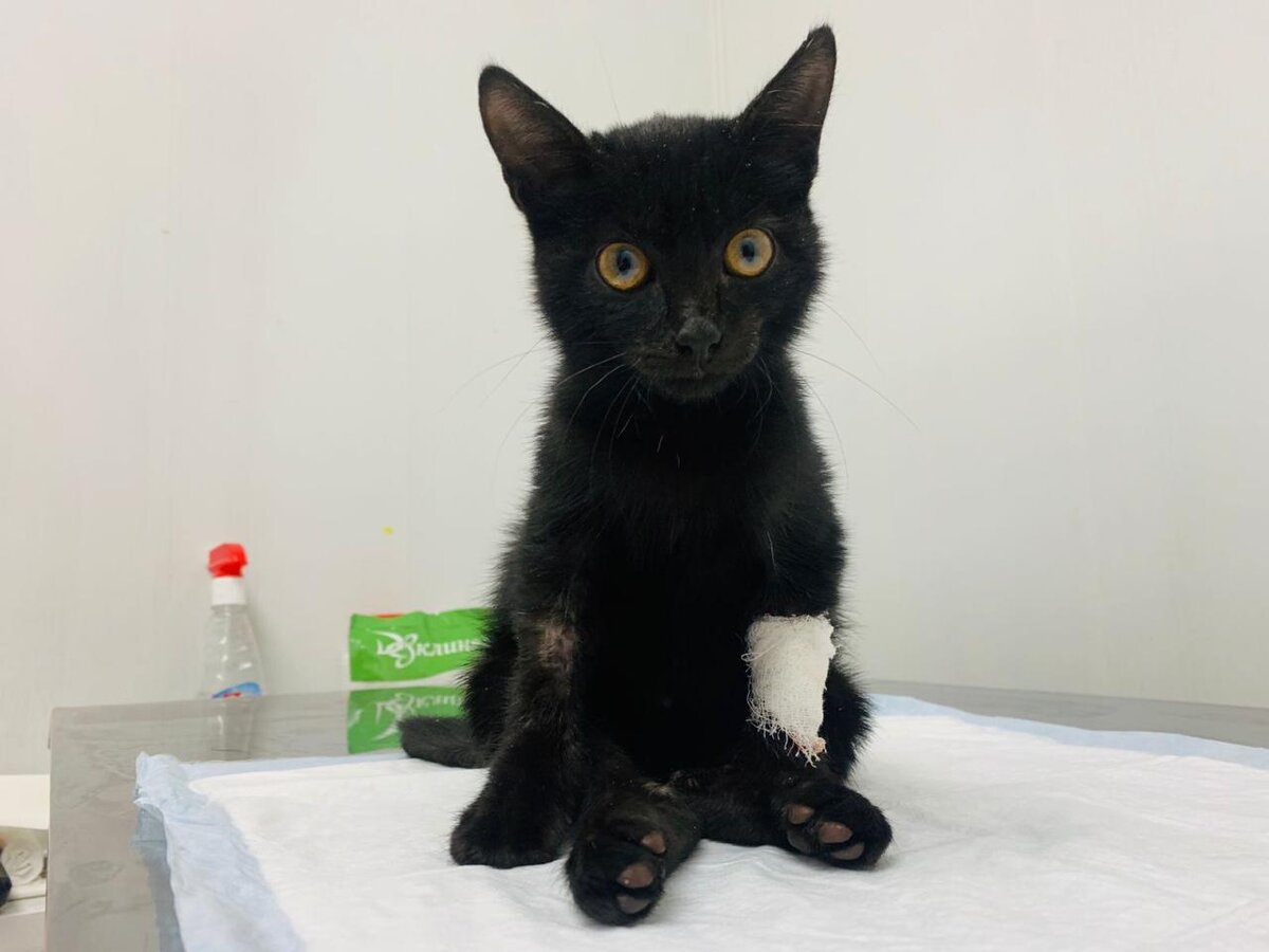 Котёнок по имени Мальта. 