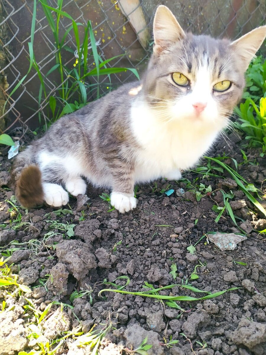 Просто мой красивый котик
