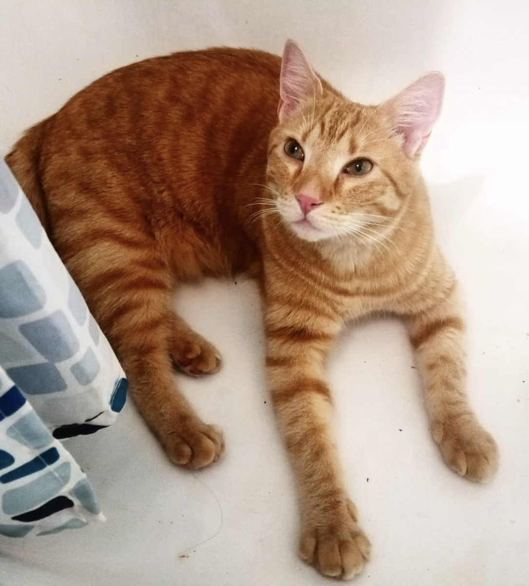 Привет товарищам!