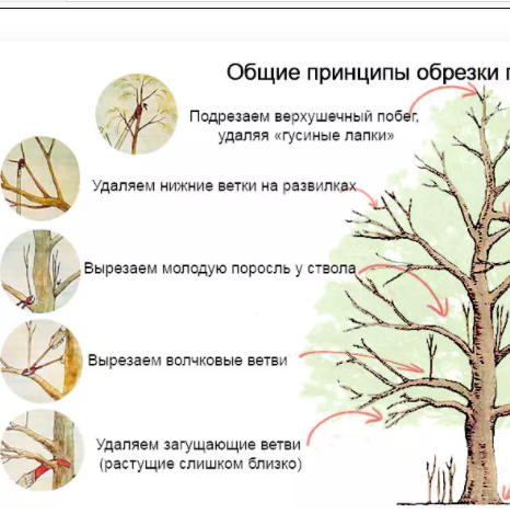Это основные элементы этой процедуры