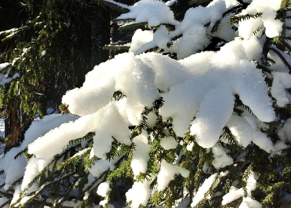 Зима нарядила елку