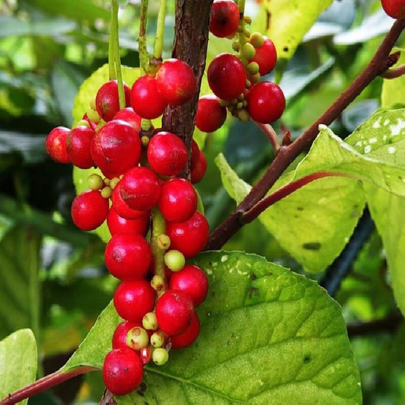 Фото лимонника в саду. Лимонник Дальневосточный. Лимонник китайский (Schisandra chinensis). Лимонник китайский первенец.