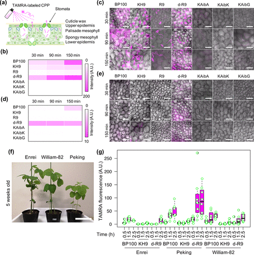 Флуоресценция модифицированных клеток