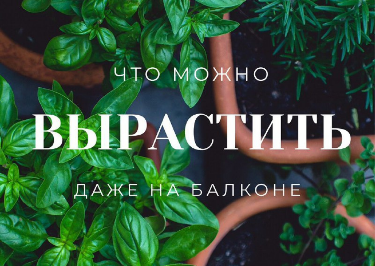 На балконе можно вырастить что угодно. Ассортимент культур ограничен только площадью и вашей фантазией: начиная от микрозелени и до арбузов.