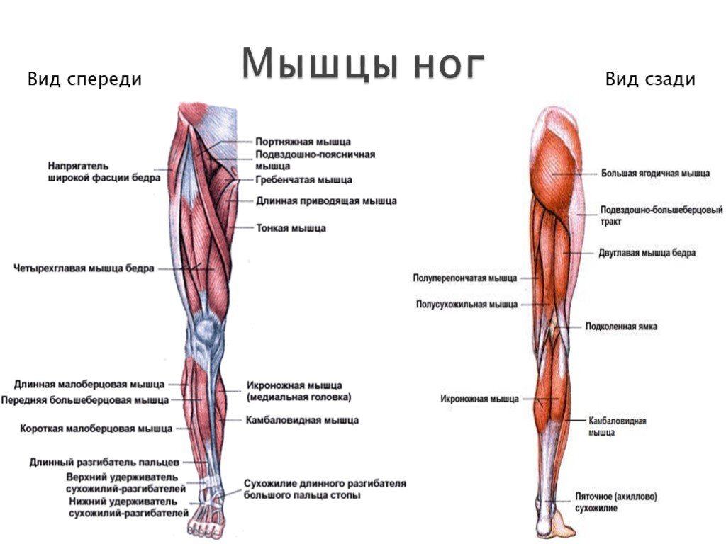 Тренировка ног: Идеальное сочетание коленно-доминатных и тазово-доминантных  движений | Томаш Игорь | Pro Training | Дзен