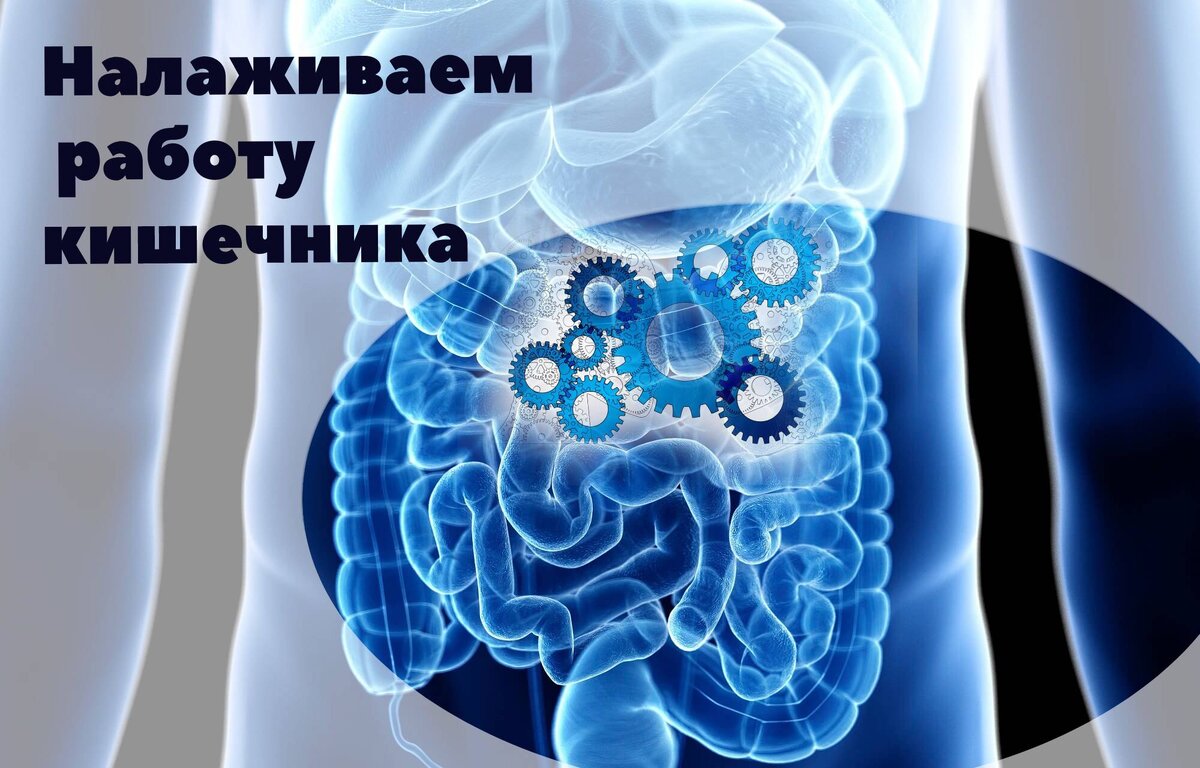 Что замедляет перистальтику кишечника. Перистальтика это в биологии 8 класс. Автоматизм кишечника физиология. Как нормализовать работу ЖКТ.